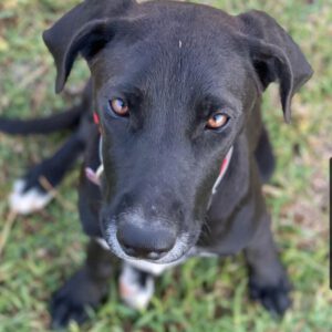 Labrador Podenco Mischling Luna, 12/2022, ca. 45 cm