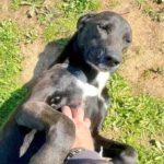 Labrador Podenco Mischling Luna, 12/2022, ca. 45 cm
