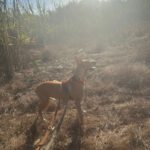 Mischling Maeve, 07/2023, ca. 45 cm