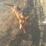 Mischling Maeve, 07/2023, ca. 45 cm