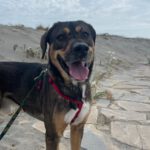 Mischling Maik, 12/2023, ca. 60 cm