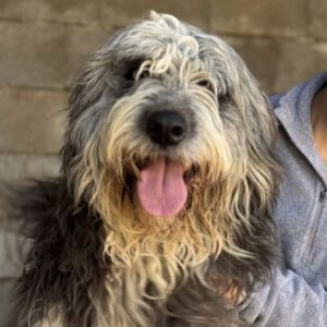 Bearded Collie Mischling Malta,10/2021, ca. 55 cm