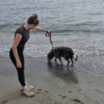 Bearded Collie Mischling Malta,10/2021, ca. 55 cm