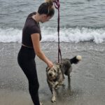 Bearded Collie Mischling Malta,10/2021, ca. 55 cm