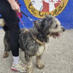 Bearded Collie Mischling Malta,10/2021, ca. 55 cm