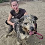 Bearded Collie Mischling Malta,10/2021, ca. 55 cm