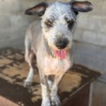 Bearded Collie Mischling Malta,10/2021, ca. 55 cm