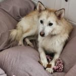 Pomsky Mandy, 09/2024, ca. 45 cm, 73614 Schorndorf