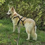 Pomsky Mandy, 09/2024, ca. 45 cm, 73614 Schorndorf