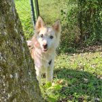 Pomsky Mandy, 09/2024, ca. 45 cm, 73614 Schorndorf