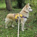 Pomsky Mandy, 09/2024, ca. 45 cm, 73614 Schorndorf