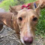 Podenco Mara, 04/2023, ca. 45 cm