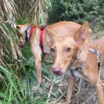 Podenco Mara, 04/2023, ca. 45 cm