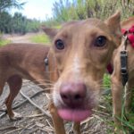 Podenco Mara, 04/2023, ca. 45 cm