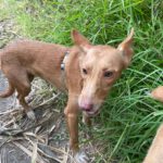 Podenco Mara, 04/2023, ca. 45 cm
