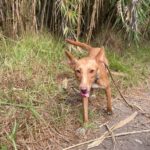 Podenco Mara, 04/2023, ca. 45 cm