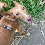 Podenco Mara, 04/2023, ca. 45 cm