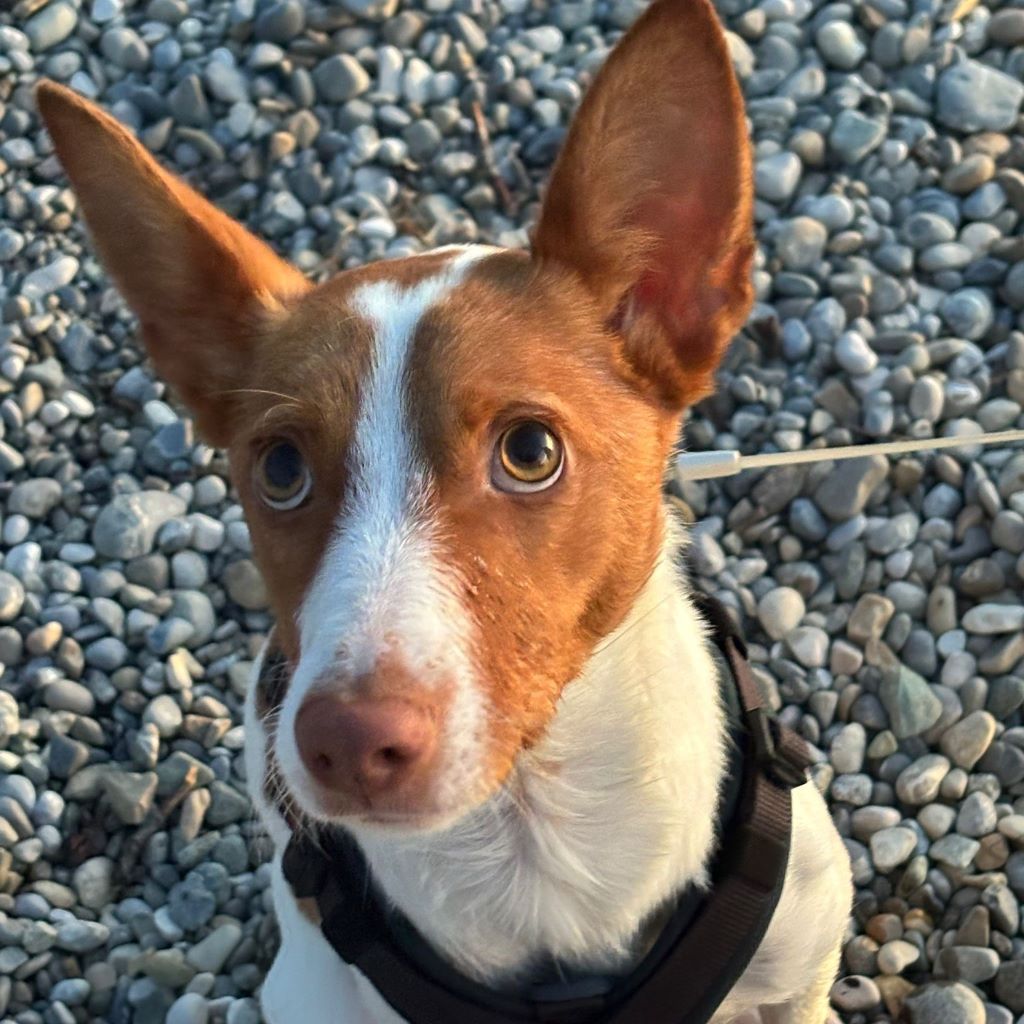 Podenco Marcos, 10/2023, ca. 45 cm, 73630 Remshalden