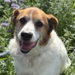 Mischling Martin, 01/2017, ca. 60 cm, 29419 Salzwedel