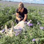 Mischling Martin, 01/2017, ca. 60 cm, 29419 Salzwedel