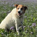 Mischling Martin, 01/2017, ca. 60 cm, 29419 Salzwedel