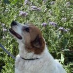 Mischling Martin, 01/2017, ca. 60 cm, 29419 Salzwedel