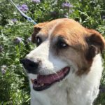 Mischling Martin, 01/2017, ca. 60 cm, 29419 Salzwedel