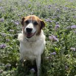 Mischling Martin, 01/2017, ca. 60 cm, 29419 Salzwedel