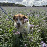 Mischling Martin, 01/2017, ca. 60 cm, 29419 Salzwedel