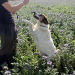 Mischling Martin, 01/2017, ca. 60 cm, 29419 Salzwedel