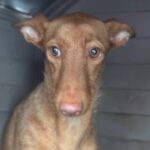 Podenco Martina, 08/2023, ca.45 cm