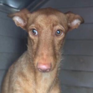 Podenco Martina, 08/2023, ca.45 cm
