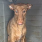 Podenco Martina, 08/2023, ca.45 cm
