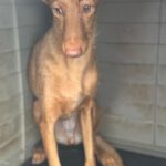 Podenco Martina, 08/2023, ca.45 cm