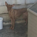 Podenco Martina, 08/2023, ca.45 cm