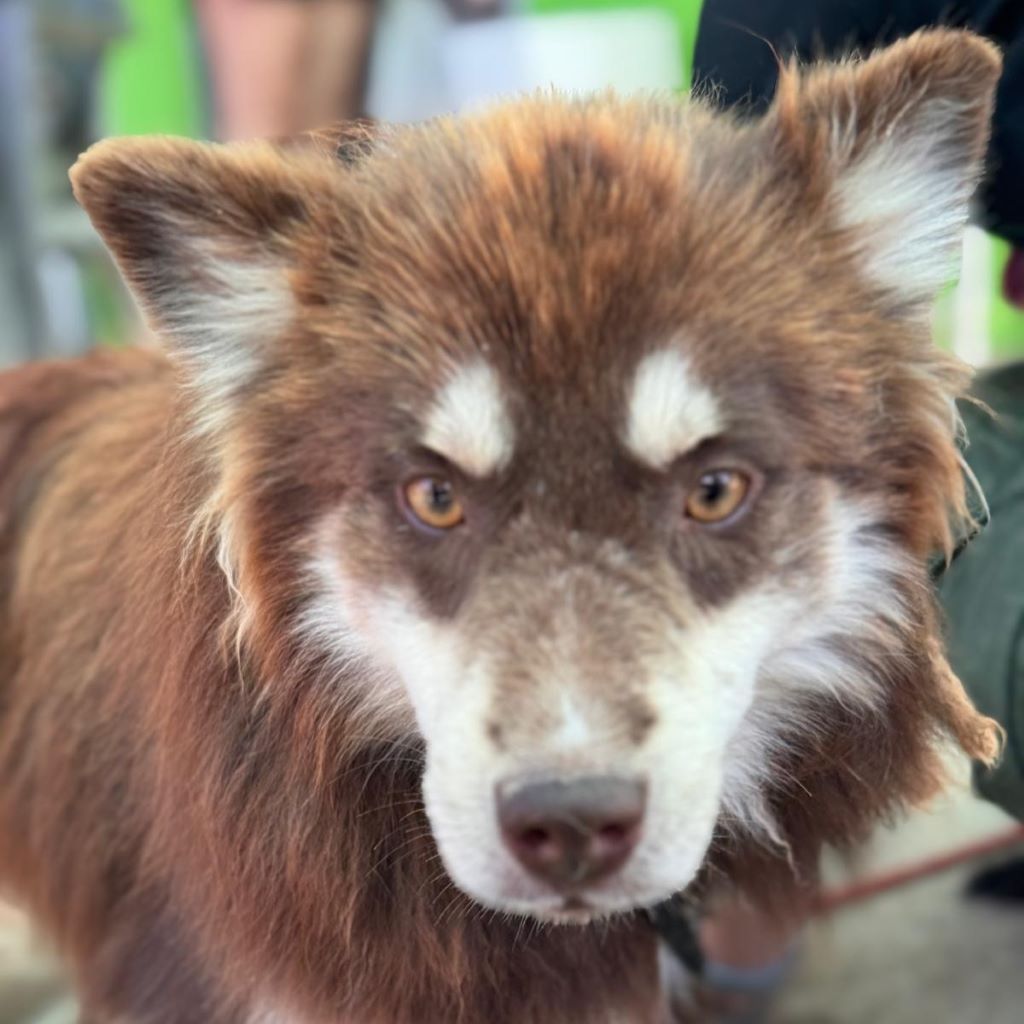 Pomsky Matias, 11/2023, ca. 40 cm