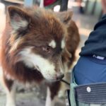 Pomsky Matias, 11/2023, ca. 40 cm