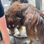 Pomsky Matias, 11/2023, ca. 40 cm