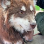 Pomsky Matias, 11/2023, ca. 40 cm