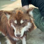 Pomsky Matias, 11/2023, ca. 40 cm