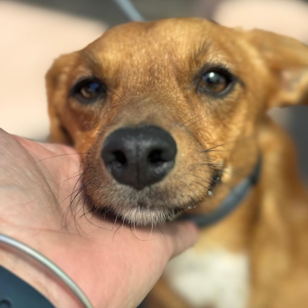 Podenco Mischling Maximo, 11/2024, Endgröße ca. 35 cm