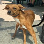 Podenco Mischling Maximo, 11/2024, Endgröße ca. 35 cm
