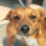 Podenco Mischling Maximo, 11/2024, Endgröße ca. 35 cm