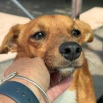 Podenco Mischling Maximo, 11/2024, Endgröße ca. 35 cm