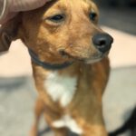 Podenco Mischling Maximo, 11/2024, Endgröße ca. 35 cm