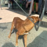 Podenco Mischling Maximo, 11/2024, Endgröße ca. 35 cm