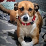 Mischling Maya, 09/2022, ca. 40 cm