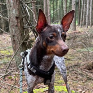 Mischling Mayo, 01/2025, Endgröße ca. 32 cm, 24558 Henstedt-Ulzburg