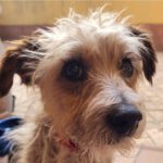 Yorkshire Terrier Mischling Mayo, 06/2013, ca. 38 cm