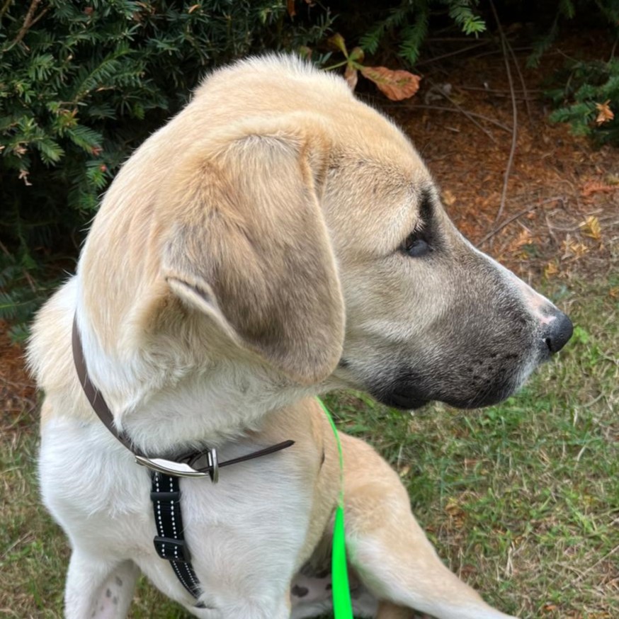 Mischling Mayo, 02/2025, Endgröße ca. 68 cm, 27283 Verden